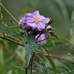 Solanum silvestre