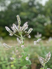Mentha