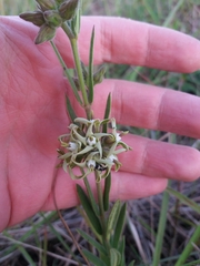 Asclepiadoideae