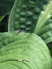 Linycus exhortator thoracicus