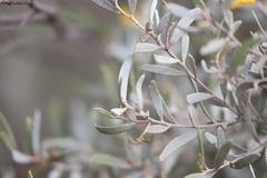 Acacia sibirica