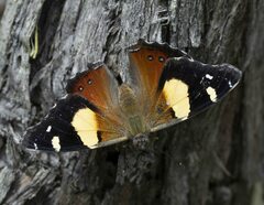 Vanessa itea