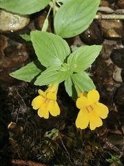 Erythranthe dentata