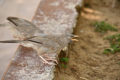 Argya striata