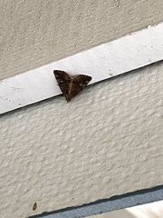 Eubolina impartialis