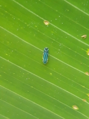 Cicadellini