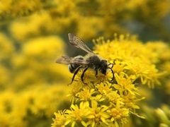 Andrena hirticincta