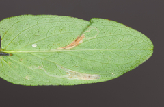 Caloptilia hypericella