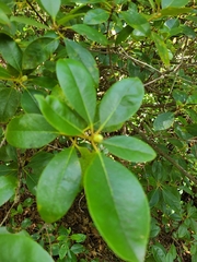 Rhododendron minus