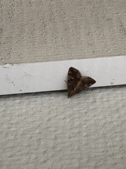 Eubolina impartialis