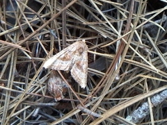 Phlogophora periculosa