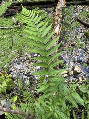 Dryopteris celsa