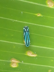 Cicadellini