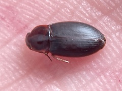 Calathus ruficollis
