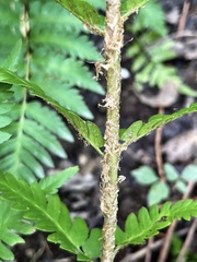 Dryopteris celsa