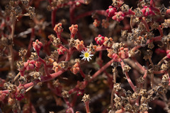 Mesembryanthemum nodiflorum