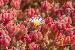 Mesembryanthemum nodiflorum