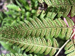 Dryopteris celsa