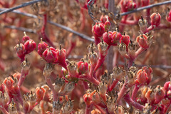 Mesembryanthemum nodiflorum