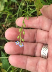 Myosotis laxa