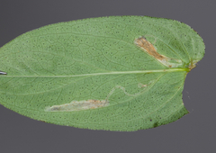Caloptilia hypericella