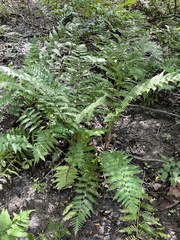 Dryopteris celsa