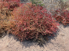 Mesembryanthemum nodiflorum