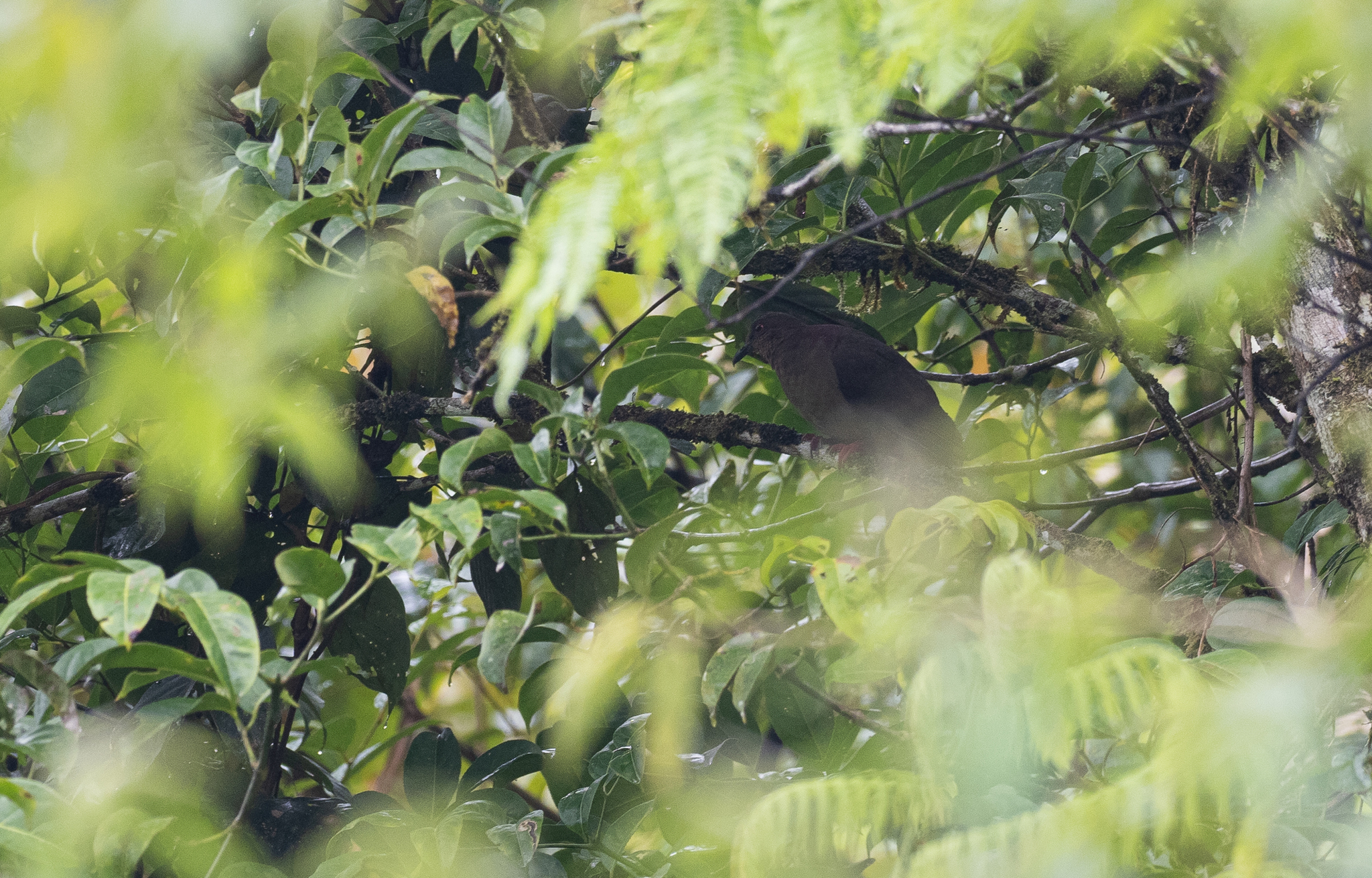 Mindanao Brown Dove (Phapitreron brunneiceps), photo 9