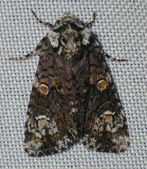 Craniophora ligustri