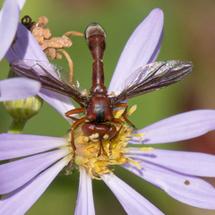 Physocephala burgessi