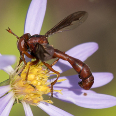 Physocephala burgessi