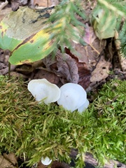 Pleurocybella porrigens