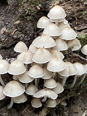 Mycena galericulata
