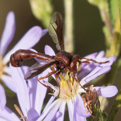 Physocephala burgessi