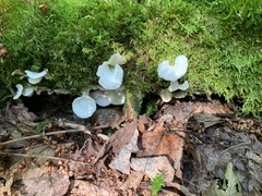 Pleurocybella porrigens