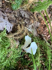 Pleurocybella porrigens