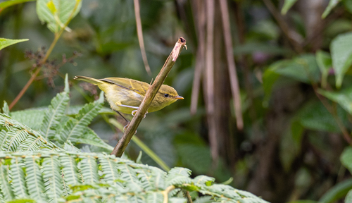 Negros Leaf Warbler (Phylloscopus nigrorum), photo 5