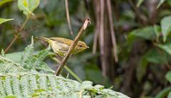 Phylloscopus nigrorum
