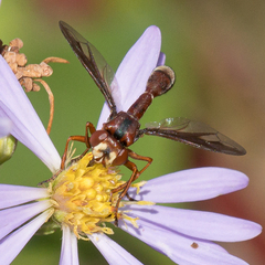 Physocephala burgessi