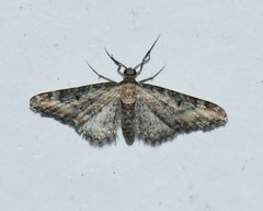 Eupithecia