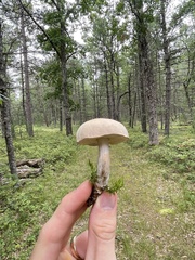 Tylopilus felleus