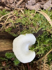 Pleurocybella porrigens