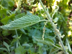 Urtica gracilis