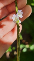 Stachytarpheta
