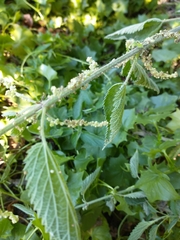 Urtica gracilis