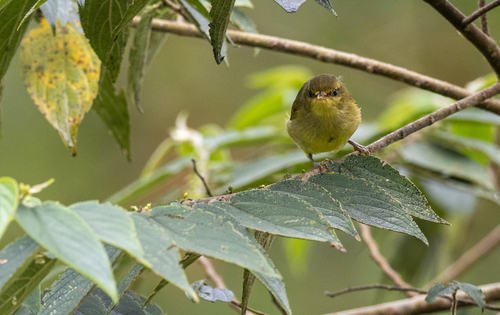 Negros Leaf Warbler (Phylloscopus nigrorum), photo 6