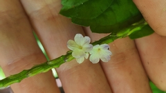Stachytarpheta