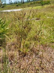 Chamaecrista fasciculata