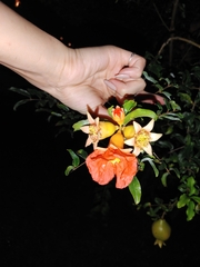 Punica granatum