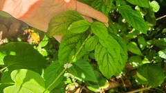 Stachytarpheta